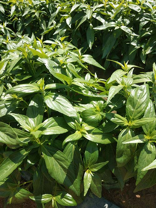andrographis extracts natural sources