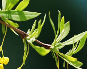 berberis herb for berberine Hydrochloride