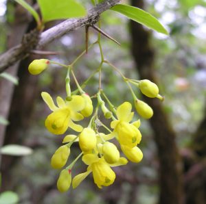 Natural berberine HCl-berberis bark extracts