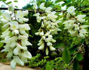flower buds of sophora Japonica-quercetin raw materials