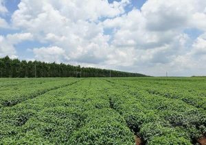 Andrographis herbs farm field, the origins of water-soluble andrographolide and other Andrographis extract